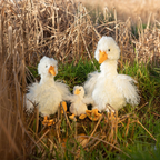 Wrendale 'Pearl' Goose Plush Character-Large