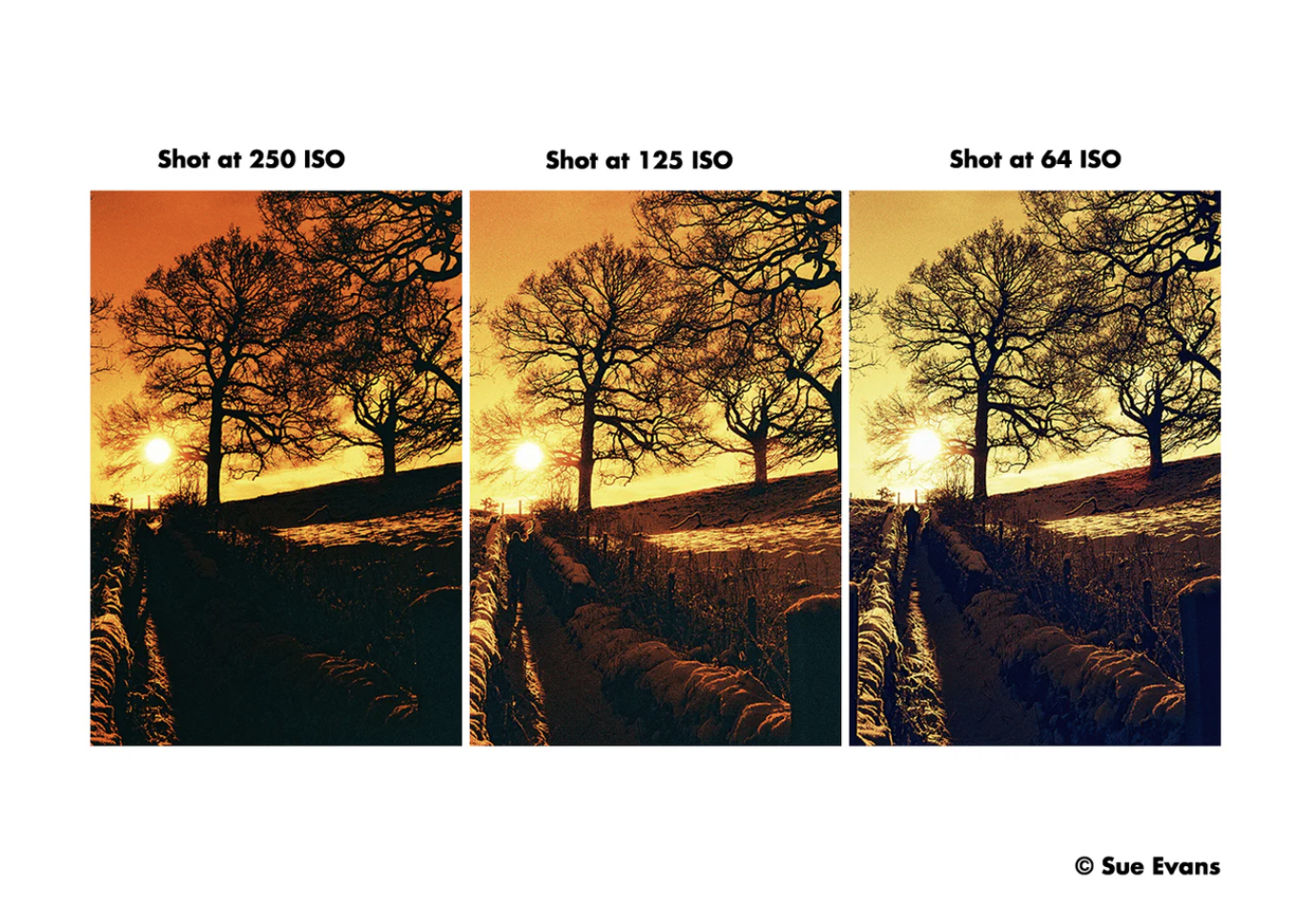 Harman Red ISO 125 135/36 Film