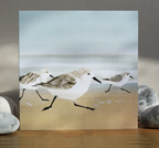 British Birds Collection Greeting Card